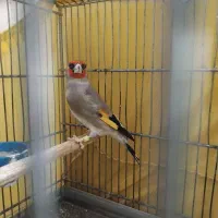 سهره دورگ بلند و زیبا
