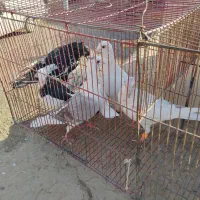 کبوتر