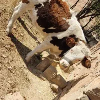 گوساله سمینتال گوشتی