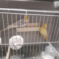 عروس هلندی مولد|پرنده|قائم‌شهر, |دیوار