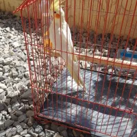 فروش عروس هلندی سخنگو