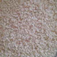 برنج کامفیروزی