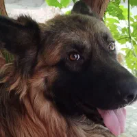 گم شدن سگ ژرمن نر