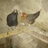 مرغ محلی چند رنگ