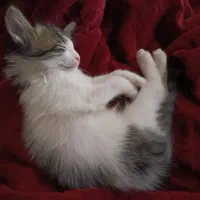 گربه ماده عقیم نشده واکسن زده وانگل تراپی شده