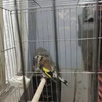 سهره|پرنده|محمدشهر, محمدشهر|دیوار