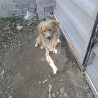 یک قلاده سک پیدا شده لطفا تماس بگیرید