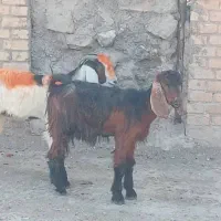 بره و بیگ نر.بیگ ماده|حیوانات مزرعه|مسجد سلیمان, |دیوار