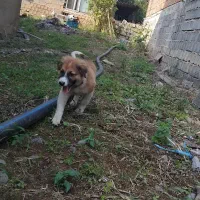 سنگسری ماده