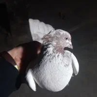 کبوتر کله دم بور سهره اهوازی