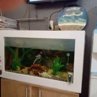 آکواریوم یک متری با وسایل و یک عدد ماهی اسکار