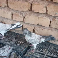 جوجه کفتر|پرنده|آران و بیدگل, |دیوار