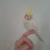 بخوانید