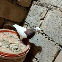 طوقی|پرنده|باروق, |دیوار