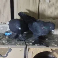 کبوتر قره|پرنده|صوفیان, |دیوار