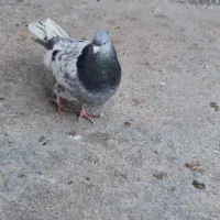 کله سبز و کله سرخ