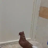 کفتر سرخ دم سفید نر و هفرنگ ماده|پرنده|سبزوار, گلشن|دیوار