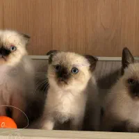 گربه اسکاتیش