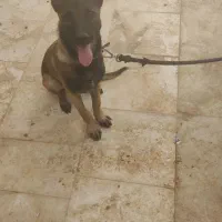سگ مالینویز ماده باهوش و نگهبان