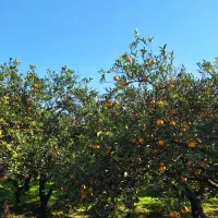 پرتقال تامسون فروشی|خوردنی و آشامیدنی|هچیرود, |دیوار