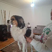 پامر اشپیتز