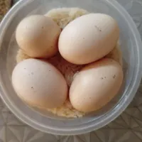 تخم مرغ لاری نطفه دار