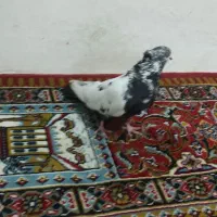 کبوتر رغیب