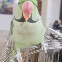 طوطی گمشده|حیوانات|اندیمشک, |دیوار