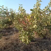 فروش-باغ-پسته11ساله-اکبری13600متر-مربع-ورامین