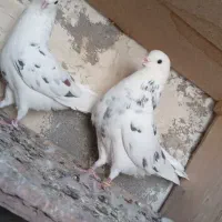 ۴ جفت پرنده تهران|پرنده|ایذه, |دیوار