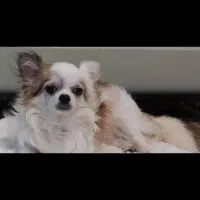 شیواوا شی هواهوا چیواوا شی واوا شیهواه فانتزی جیبی|سگ|تهران, زعفرانیه|دیوار