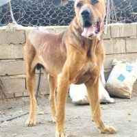 سگ گم شده.|سگ|گنبد کاووس, |دیوار