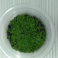 چمن آکواریوم|ماهی|خرمآباد, |دیوار