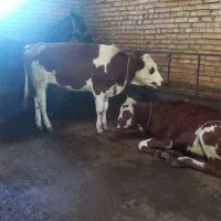 فروش سه عدد گوساله ماده|حیوانات مزرعه|مهربان, |دیوار