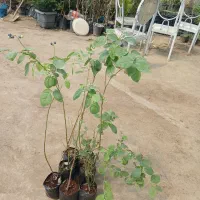 نهال بلوبری مخصوص مناطق شمالی کشور
