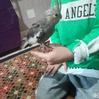 عروس هلندی نر و ماده سالم