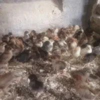 جوجه محلی گلپایگانی اصلاح نژاد