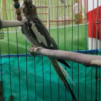 ماده عروس هلندی|پرنده|محمدیه-قزوین, |دیوار