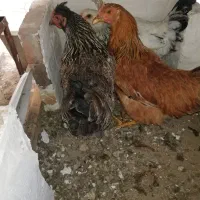 3 تا مرغ 5/5 ماهه