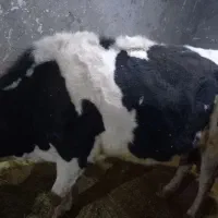 گاو۷ماه آبستن