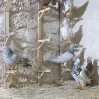 حیوون|پرنده|مشهد, کوی المهدی|دیوار