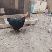 مرغ برهما