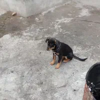 میکس دوبرمن و ژرمن ۱۰۰روزه|سگ|تهران, زعفرانیه|دیوار