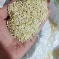 فروش 1.5 تن برنج محلی درجه یک منطقه کوهمره سرخی