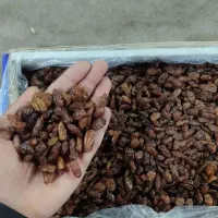 کشمش آفتابی