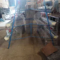 تولید تخم مرغ با قفس های ممبری 3طبقه