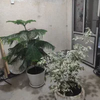 گل کاج و بنجامین و نخل