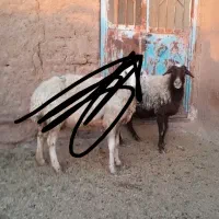 میش زاید و بز زایده و میش ابستن|حیوانات مزرعه|نیشابور, شهرآرا|دیوار