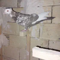 کبوتر|پرنده|شیراز, جرسقان|دیوار