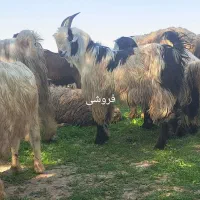 بیگ نر